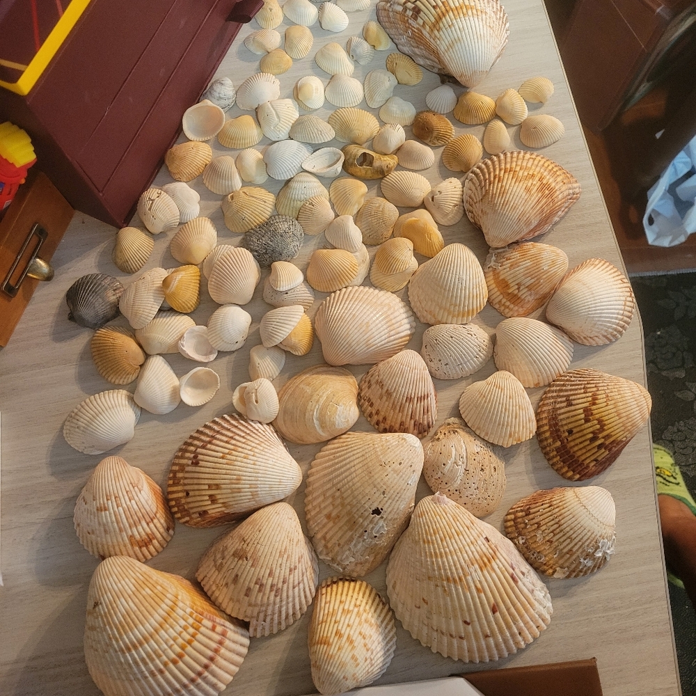 Assorted Seashell Collection Various Sizes.  From New Smyrna, Siesta Key.